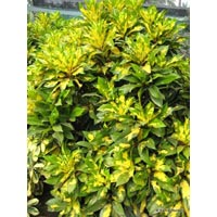 Manufacturers Exporters and Wholesale Suppliers of Croton Plants Kolkata West Bengal